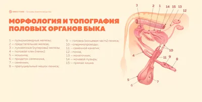 Henryetta, тренажер-макет коровы для ИО | Minitube