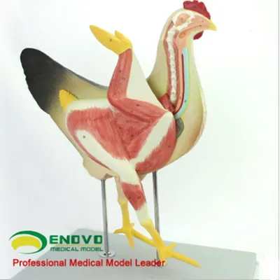 Модель анатомии курицы птицы, анатомические органы, сердце, крыло, мышцы,  ветеринарное исследование, животное ATT | AliExpress