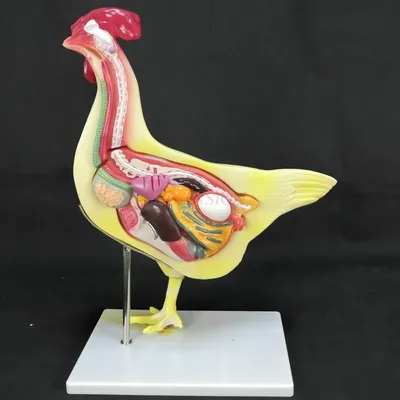 Анатомическая модель курицы UL-HE - купить в интернет-магазине в  Санкт-Петербурге (Спб) и Москве