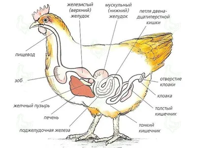Векторная иллюстрация куриной анатомии. Биологическая схема внутренних  органов Векторное изображение ©VectorMine 314514188