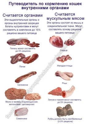 Особенности строения органов домашних птиц - Анатомия и физиология  сельскохозяйственных животных