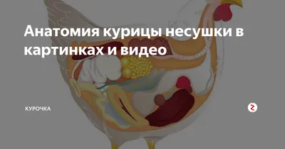 Куриные Внутренние Органы И Белый Фон — стоковые фотографии и другие  картинки Мясо курицы - Мясо курицы, Печень - Внутренний орган, Сердце -  iStock