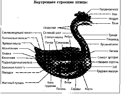 Будь здоров, малыш! | Статьи журнала \"Сады и огороды Приморья\"