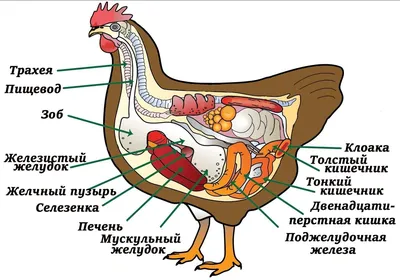 Анатомическая Модель Курицы Внутренние Органы Курицы Изолированные Белом  Фоне Плакат Стоковая иллюстрация ©Nomadsoul1 #292715412