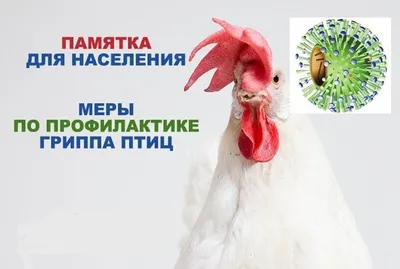 Чёрная курица Индонезии