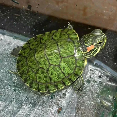 Водяная черепаха фото