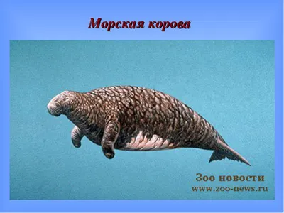 Манати под водой. морская корова, большое морское животное. Иллюстрация  штока - иллюстрации насчитывающей заплывание, стрельба: 276821218