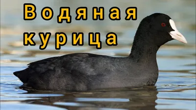 Водяная курица. Лысуха с птенцами. | Фотосайт СуперСнимки.Ру