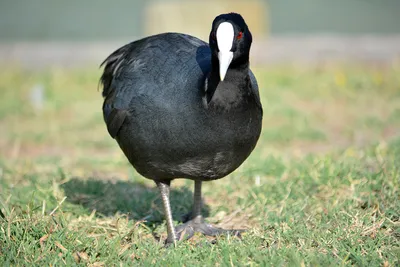 Running coot | Водяная курица не может остановиться, потому … | Flickr