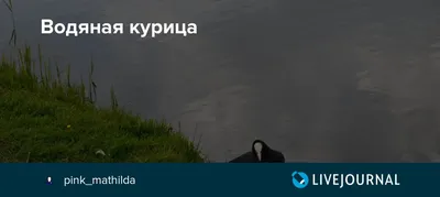 Стаканы для воды для кур, 5 шт., автоматическая водяная кормушка для  цыплят, детский набор | AliExpress