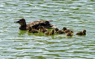 Курица воды плавает в тростниках Chloropus Gallinula озера Стоковое  Изображение - изображение насчитывающей гулять, оперение: 111001229