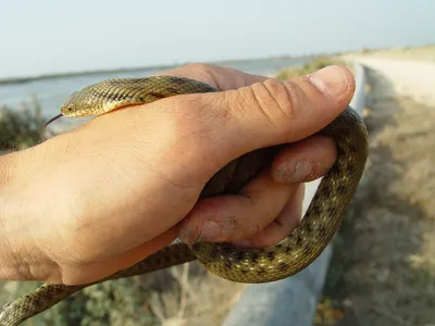 Змеи-рыболовы. Водяной уж (Natrix tesselata): shinkarenkostas — LiveJournal