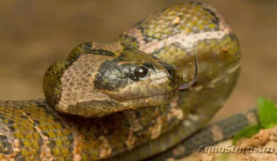 Водяной уж (Natrix tessellata)