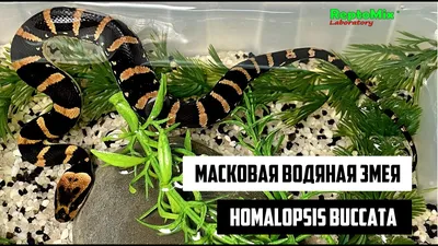 Водяной уж черная морфа | zoo-ekzo.com- Экзотические животные