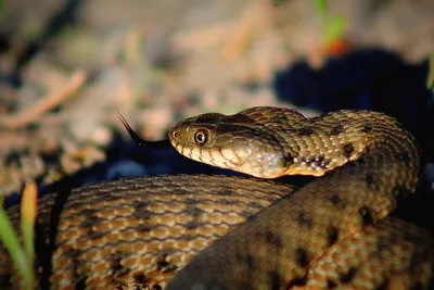 Масковая водяная змея (Homalopsis buccata)