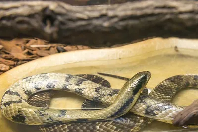 Водяной уж (Natrix tessellata)