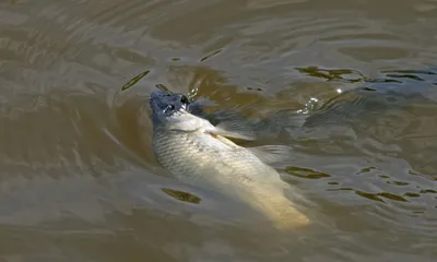 Водяной уж (Natrix tessellata). Рептилии и амфибии Казахстана.