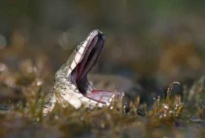 Водяной уж (Natrix tessellata)