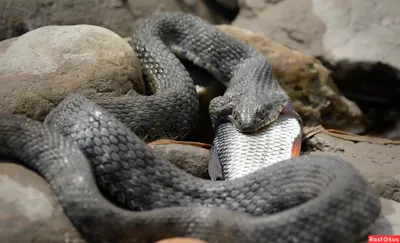 ВОДЯНОЙ УЖ (Natrix tessellata)Есть труд, который заметен только тогда,  когда его никто не делает. / живность :: змея :: уж :: Водяной уж :: Книга  животных / смешные картинки и другие приколы: