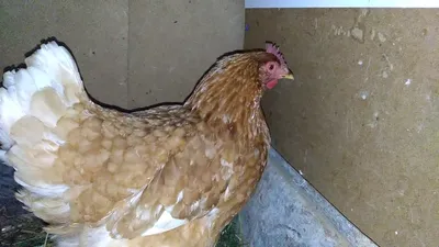 Лечение водянки брюшной полости у курицы Золушки - YouTube