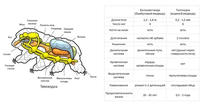 Tardigrade Водяной Медведь Изолированы На Черном Фоне 3d Иллюстрация —  стоковые фотографии и другие картинки Тихоходка - iStock