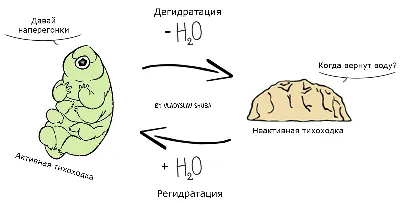 Скоро появится супермен человек-тихоходка