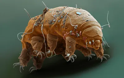 Tardigrade Водяной Медведь — стоковые фотографии и другие картинки  Тихоходка - Тихоходка, Без людей, Безпозвоночное - iStock