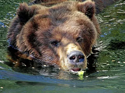 Медведь-созерцатель 🐻 Музыка:Levantarán el vuelo (Piano Solo) Mansur the  fence-sitter🐻 Credit: Levantarán el vuelo (Piano Solo) #ямедведь... | By  Медвежонок Мансур | Facebook