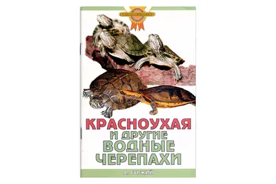 Бесплатные стоковые фото на тему весенние черепахи, вода, водные черепахи,  грязевые черепахи, март, океан, плавательные черепахи, прудовые черепахи,  рептилии, фотоохота, черепахи