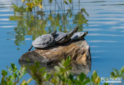 Диспнотический синдром водных черепах | Ветеринарная клиника