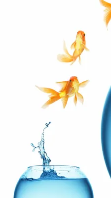 Обои вода, Золотая рыбка, рыбка, небо, воды на телефон Android, 1080x1920  картинки и фото бесплатно