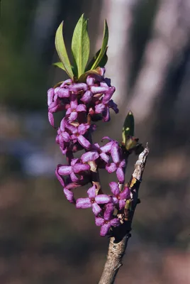 Волчье лыко в цвету