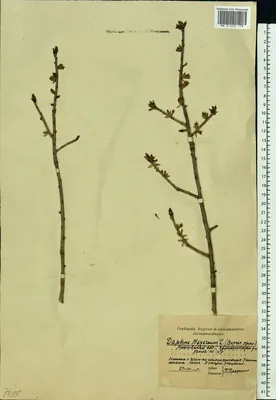 MW0445173, Daphne mezereum (Волчеягодник обыкновенный, Волчье лыко),  specimen