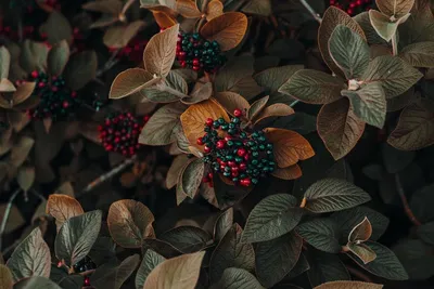 Судороги и остановка сердца: десять смертельно опасных ягод Ленобласти
