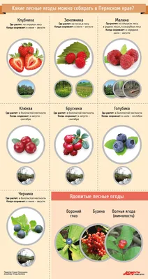 Какие лесные ягоды можно собирать в Пермском крае? Инфографика |  ВОПРОС-ОТВЕТ | АиФ Пермь