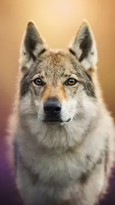 Обои на телефон — волки 1080×1920 | Zamanilka | Wolf with blue eyes, Hd  wallpaper iphone, Wallpaper