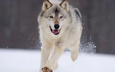 BBC: Снежный волк. Зимняя сказка» (фильм, The Snow Wolf: A Winter's Tale,  документальный, великобритания, 2018) | Cinerama.uz - смотреть фильмы и  сериалы в TAS-IX в хорошем HD качестве.