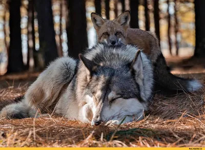 Лиса :: animals :: wolf :: fox :: живность :: волк :: fandoms :: фэндомы /  картинки, гифки, прикольные комиксы, интересные статьи по теме.