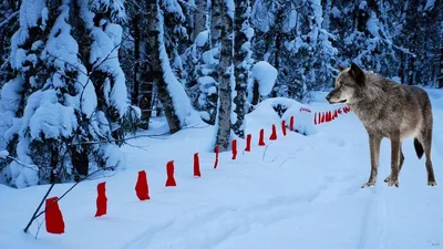 Мы проигрываем!»: как в Якутии ведут борьбу с волками — Yakutia-daily.ru