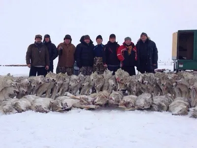 По следам глухого волка / Сибирский охотник