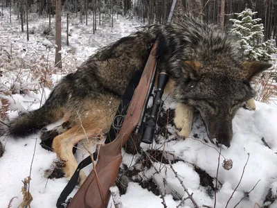 Волк на охоте стоковое изображение. изображение насчитывающей крышка -  85091237