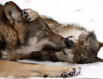 Волк 🐺 красный нос и плачет» — создано в Шедевруме