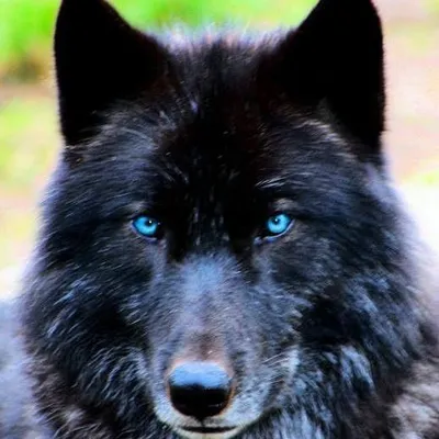 одинокий волк с голубыми глазами в тёмной генеративной помощнице Стоковое  Изображение - изображение насчитывающей темно, шерсть: 272039379