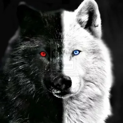 Попсокет с картинкой «Волк с голубыми глазами» — купить аксессуары для  телефонов с печатью Case Place