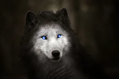 Какого цвета глаза у волка? Бывают ли волки с голубыми глазами?