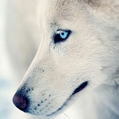 Черный волк с голубыми глазами - 81 фото