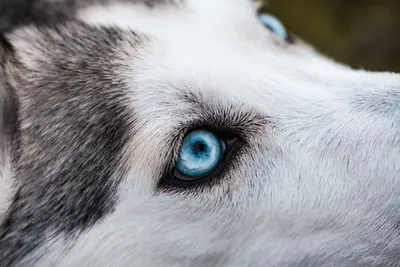 Волк с голубыми светящимися глазами» — создано в Шедевруме