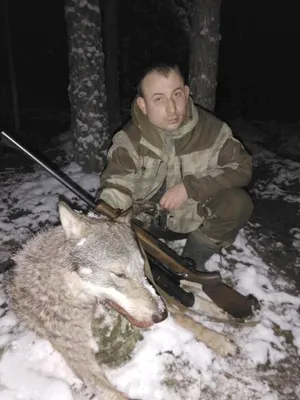 Три Волка Зимой — стоковые фотографии и другие картинки Волк - Волк, Серый  волк, Зима - iStock