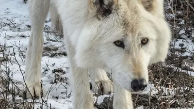 Серый Волк (Canis Волчанка) Зимой Фотография, картинки, изображения и  сток-фотография без роялти. Image 12013418