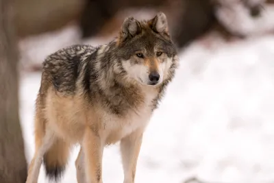 Обыкновенный волк (Canis lupus)